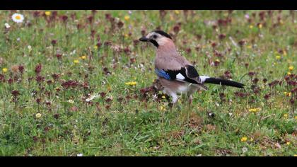 Eurasian Jay