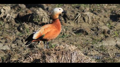 Ruddy Shelduck
