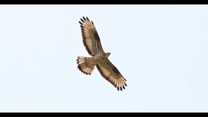 European Honey Buzzard