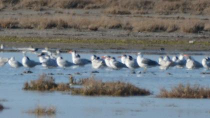 Caspian Tern
