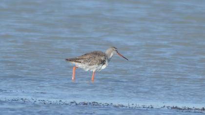 Spotted Redshank