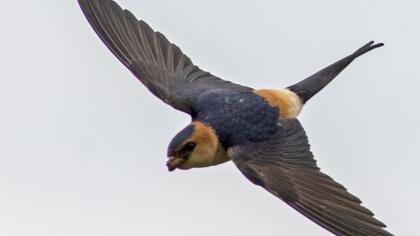 Red-rumped Swallow