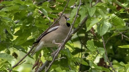 Hawfinch