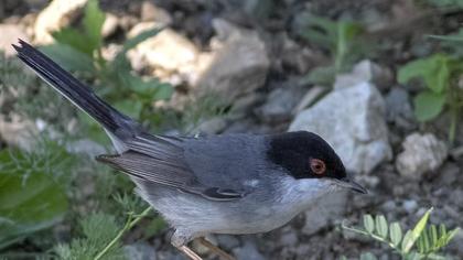 Sardinian Warbler