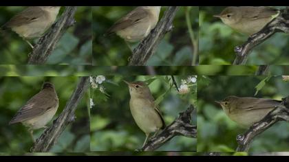 Marsh Warbler