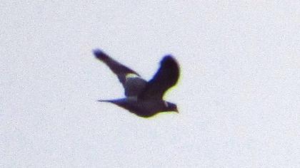 Tahtalı