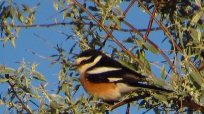 Masked Shrike