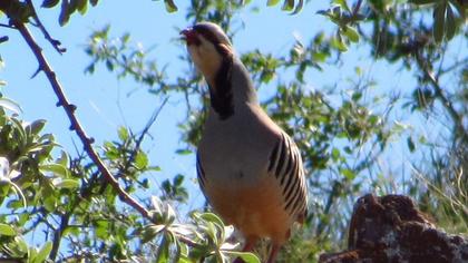 Chukar Partridge