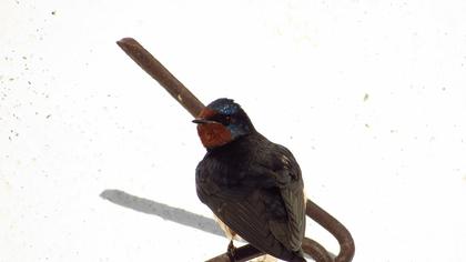 Barn Swallow