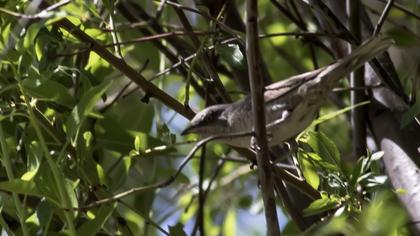 Barred Warbler