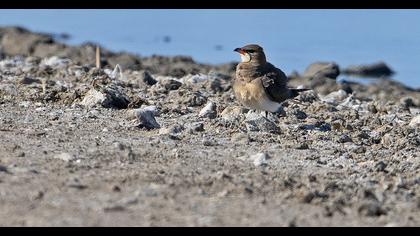 Collared Pratincole