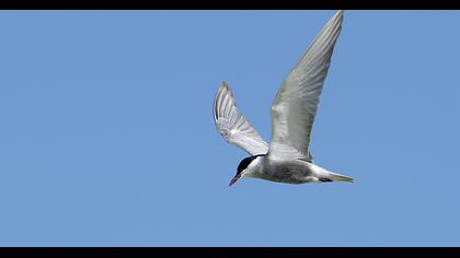 Whiskered Tern
