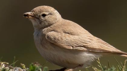 Bar-tailed Lark