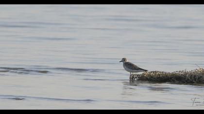 Grey Plover