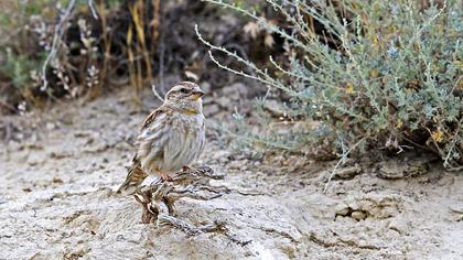Rock Sparrow
