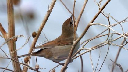 Common Whitethroat