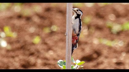 Syrian Woodpecker
