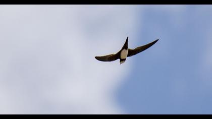 Alpine Swift