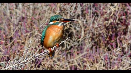 Common Kingfisher