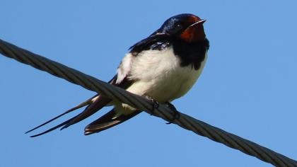 Barn Swallow