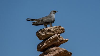 Common Cuckoo