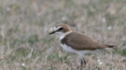 Kentish Plover