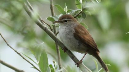 Cetti`s Warbler