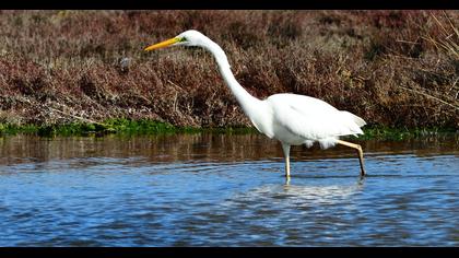Great Egret