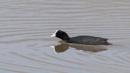 Eurasian Coot