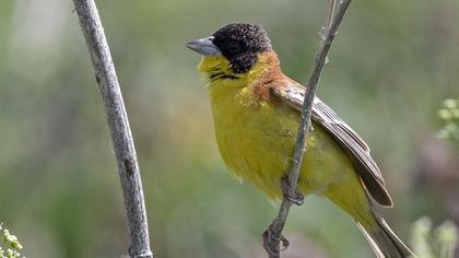 Black-headed Bunting