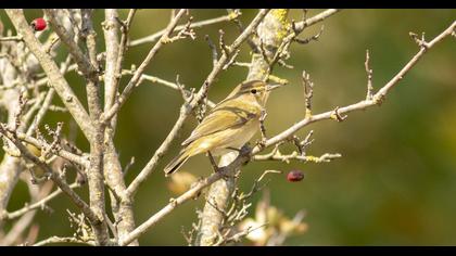 Common Chiffchaff
