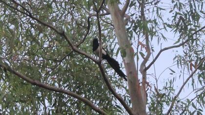 Eurasian Magpie