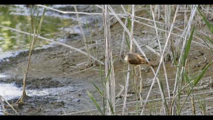 Eurasian Reed Warbler