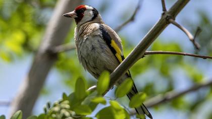 European Goldfinch