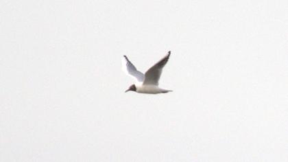 Black-headed Gull