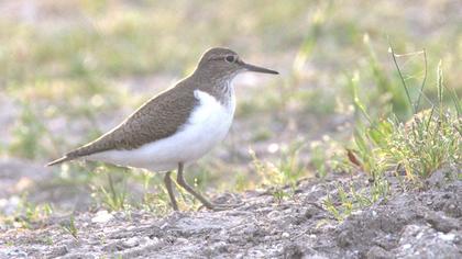 Common Sandpiper