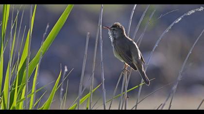 Büyük kamışçın