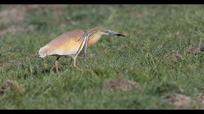 Squacco Heron