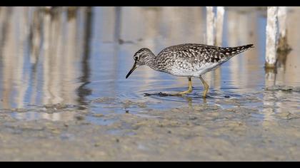 Wood Sandpiper