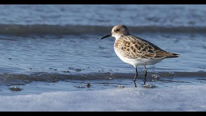 Little Stint