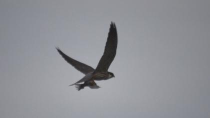 Eurasian Hobby
