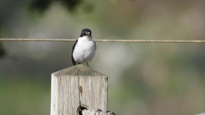 European Pied Flycatcher