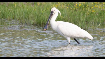Eurasian Spoonbill