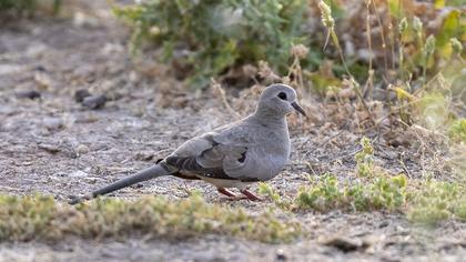 Namaqua Dove