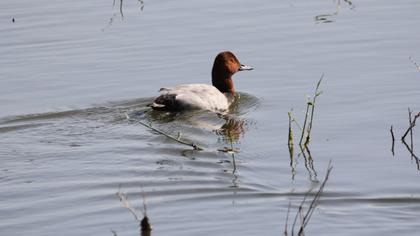 Common Pochard