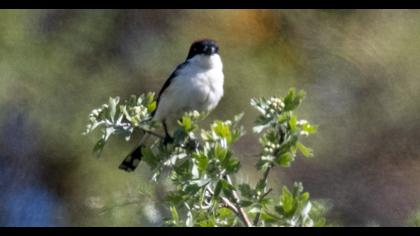Woodchat Shrike