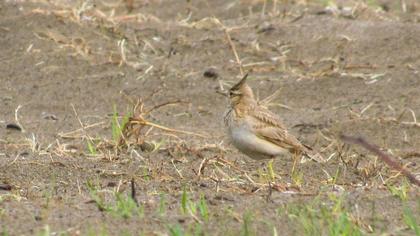 Crested Lark