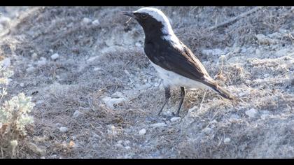 Finsch`s Wheatear
