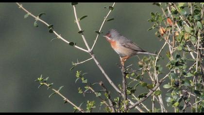 Subalpine Warbler