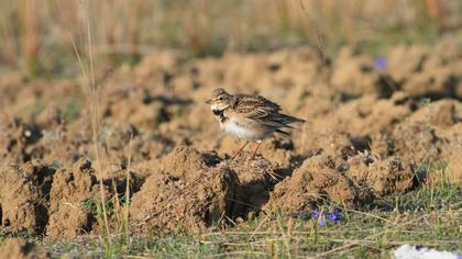Calandra Lark